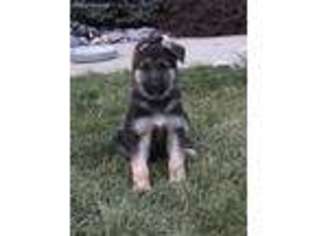 German Shepherd Dog Puppy for sale in Osceola, IA, USA