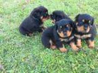 Rottweiler Puppy for sale in Live Oak, FL, USA