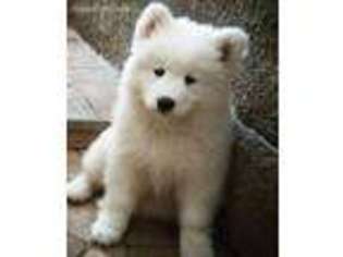 Samoyed Puppy for sale in Aurora, SD, USA
