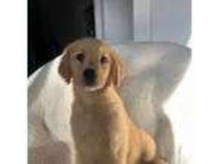 Golden Retriever Puppy for sale in Mountain View, HI, USA
