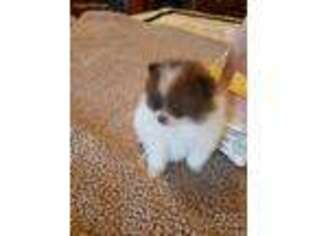 Pomeranian Puppy for sale in Ellijay, GA, USA