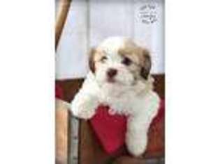 Havanese Puppy for sale in Shelby, OH, USA