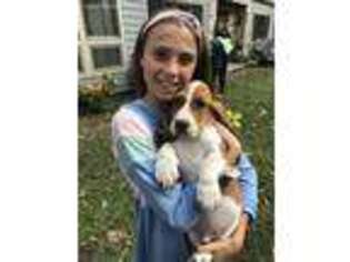 Basset Hound Puppy for sale in Viroqua, WI, USA