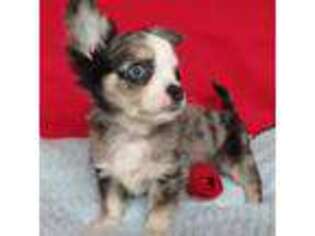 Chihuahua Puppy for sale in Mountain Grove, MO, USA