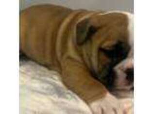 Bulldog Puppy for sale in Rutledge, GA, USA