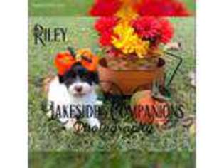 Havanese Puppy for sale in Worden, IL, USA