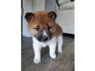 Shiba Inu Puppy for sale in Kissimmee, FL, USA
