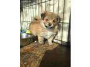 Maltipom Puppy for sale in Kettle River, MN, USA