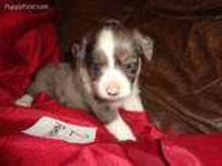 Miniature Australian Shepherd Puppy for sale in Cardington, OH, USA