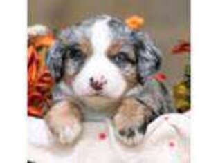Bernese Mountain Dog Puppy for sale in Collinsville, TX, USA