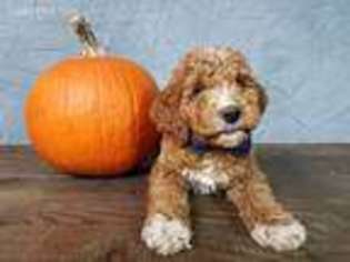 Goldendoodle Puppy for sale in Big Rapids, MI, USA