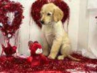 Golden Retriever Puppy for sale in Exeter, CA, USA