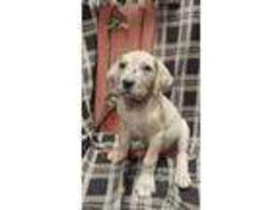 Great Dane Puppy for sale in Buffalo, MO, USA