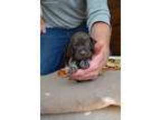 German Shorthaired Pointer Puppy for sale in Alpine, UT, USA