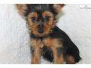 Yorkshire Terrier Puppy for sale in Jonesboro, AR, USA