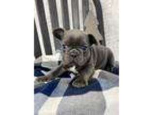 French Bulldog Puppy for sale in Lagrange, IN, USA