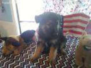 German Shepherd Dog Puppy for sale in Taylorsville, GA, USA