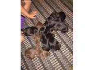 Doberman Pinscher Puppy for sale in Jackson, MI, USA