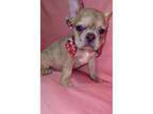 French Bulldog Puppy for sale in Silver Spring, MD, USA