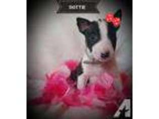 Bull Terrier Puppy for sale in MEDINA, OH, USA