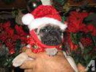 Pug Puppy for sale in HUMBLE, TX, USA