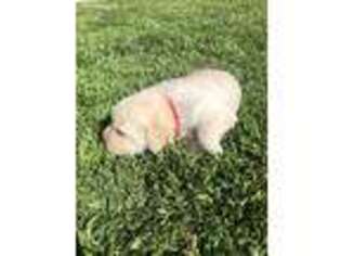 Labrador Retriever Puppy for sale in La Puente, CA, USA