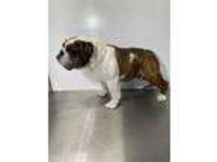 Bulldog Puppy for sale in Latham, MO, USA