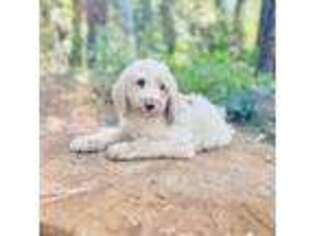 Goldendoodle Puppy for sale in Pollock Pines, CA, USA