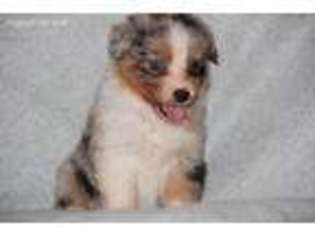 Australian Shepherd Puppy for sale in Clarksville, OH, USA