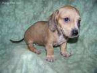 Dachshund Puppy for sale in Blachly, OR, USA