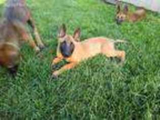 Belgian Malinois Puppy for sale in Marion, IN, USA