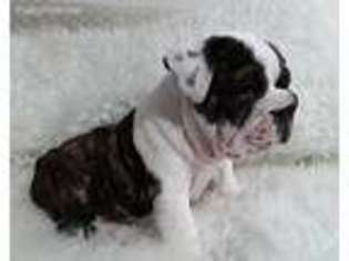 Bulldog Puppy for sale in Lincoln, NE, USA
