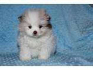 Pomeranian Puppy for sale in Bristol, IN, USA