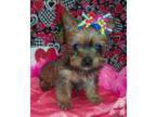 Yorkshire Terrier Puppy for sale in PARKER, KS, USA