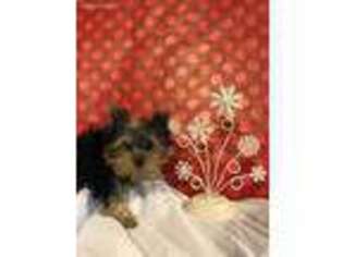 Yorkshire Terrier Puppy for sale in Batesville, MS, USA