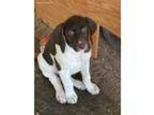 German Shorthaired Pointer Puppy for sale in Harmony, PA, USA