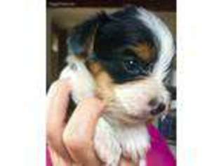 Yorkshire Terrier Puppy for sale in Gering, NE, USA