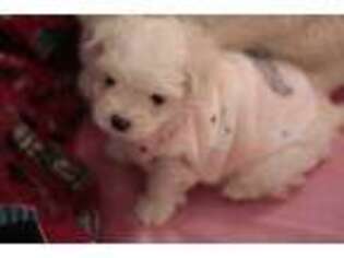 Maltese Puppy for sale in Monroe, NY, USA