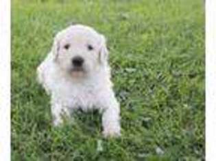 Goldendoodle Puppy for sale in Turin, NY, USA