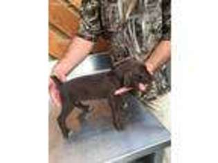 German Shorthaired Pointer Puppy for sale in Brenham, TX, USA
