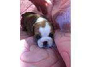 Bulldog Puppy for sale in Feasterville Trevose, PA, USA