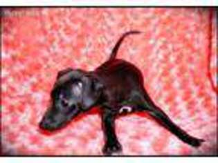 Italian Greyhound Puppy for sale in Taylor, AR, USA