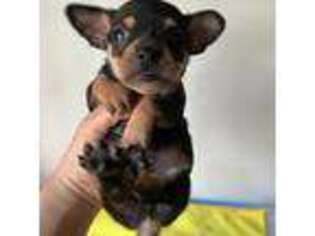 Chihuahua Puppy for sale in Alameda, CA, USA
