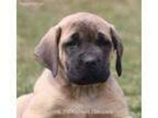 Mastiff Puppy for sale in Unionville, IA, USA