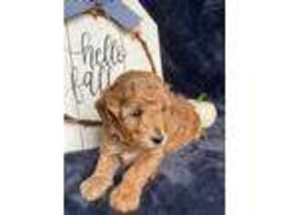 Goldendoodle Puppy for sale in White Pigeon, MI, USA
