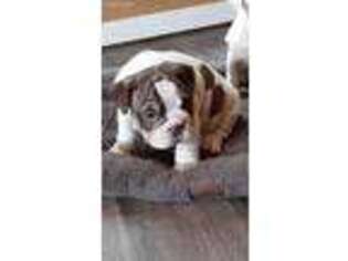 Bulldog Puppy for sale in Tiskilwa, IL, USA