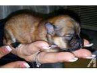 Pomeranian Puppy for sale in BRONX, NY, USA