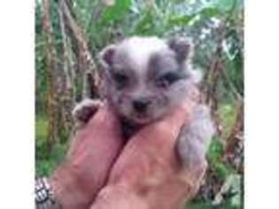 Pomeranian Puppy for sale in KAILUA KONA, HI, USA