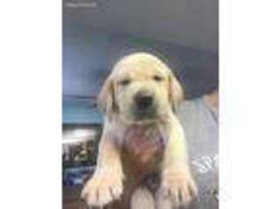 Labrador Retriever Puppy for sale in Lake Havasu City, AZ, USA