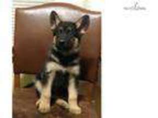 Wolf Hybrid Puppy for sale in Bend, OR, USA